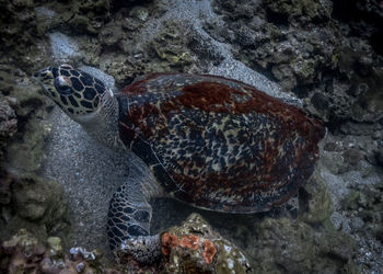 View of turtle in sea
