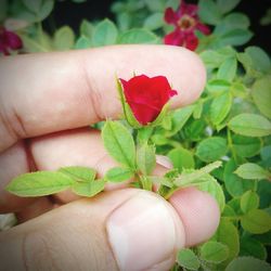 Close-up of hand holding plant