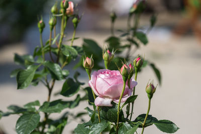 Close-up of pink rose