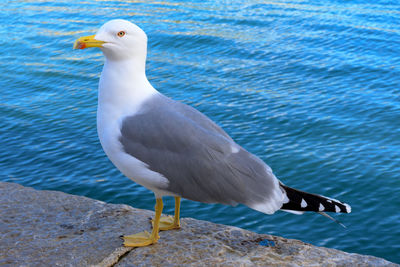 Seagull perching on a sea