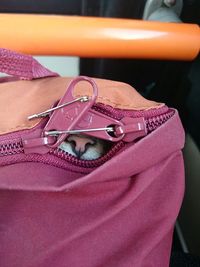 Close-up of cat in bag