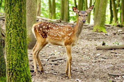 High angle view of deer