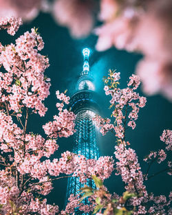 Low angle view of flowering tree against sky