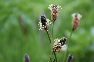 Close-up of seed heads in meadow