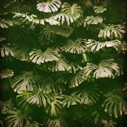 High angle view of leaves against trees