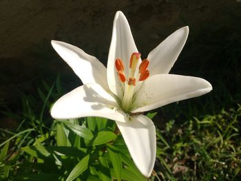 Close-up of white crocus flower