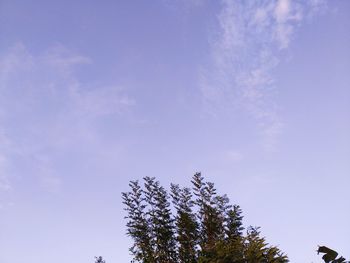 Low angle view of tree against sky