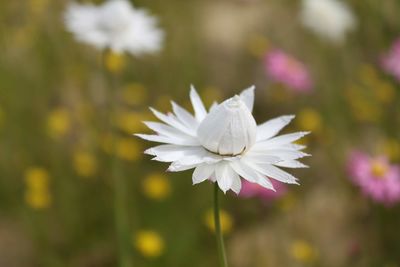 Close-up of white flowering plant