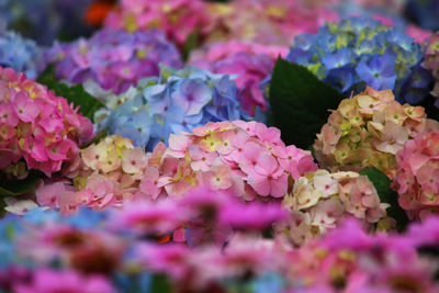 Close-up of pink flowering plants