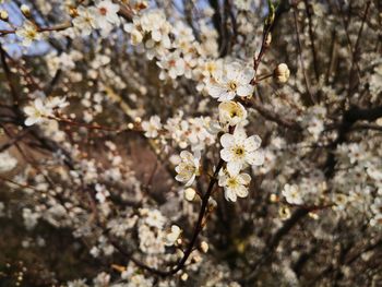 Close-up of white cherry blossom