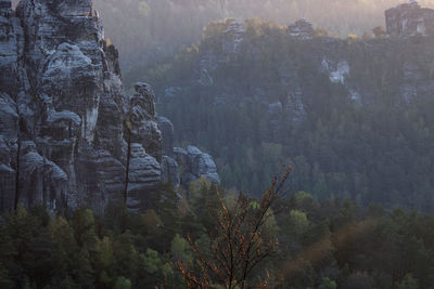 View of trees and rock formations in forest at sunrise