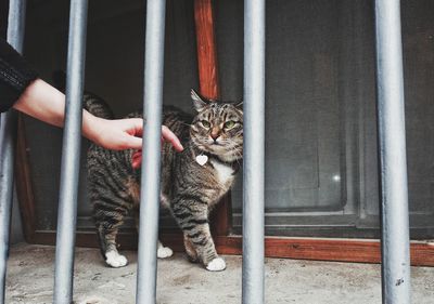 Portrait of hand on cat