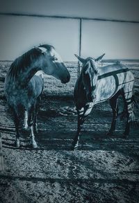 Horse cart on field against sky