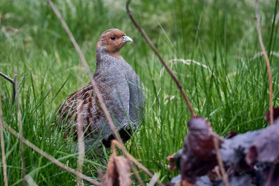 Close-up of a bird on field