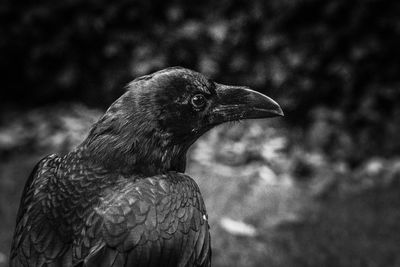 Close-up of a bird looking away