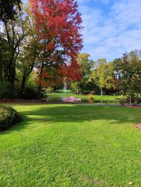 Trees in park during autumn