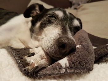 Close-up of dog sleeping on bed