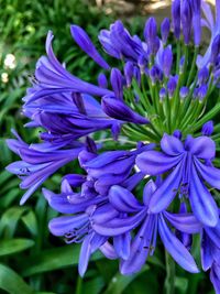 Close-up of purple flowers