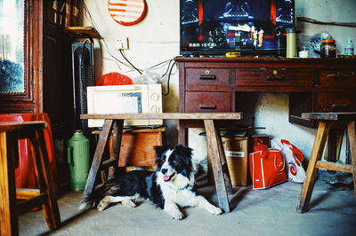 View of dog sitting on table