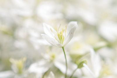 Close-up of white flowering plant