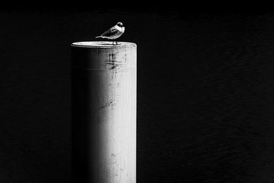 Seagull perching on wooden post