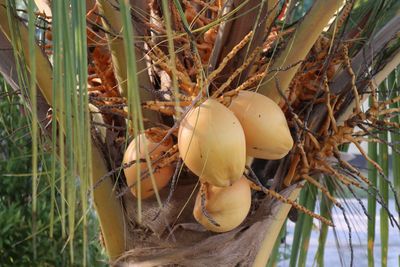 Close-up of fruits growing on field