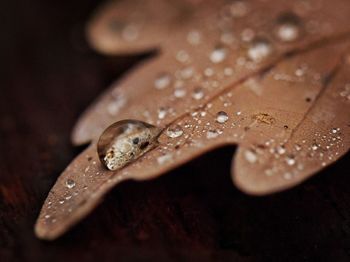 Close-up of raindrops on leaves