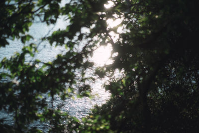 Low angle view of trees against sky