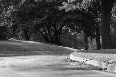 Close-up of trees by water