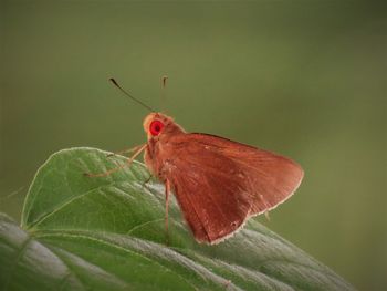 Close-up of butterfly