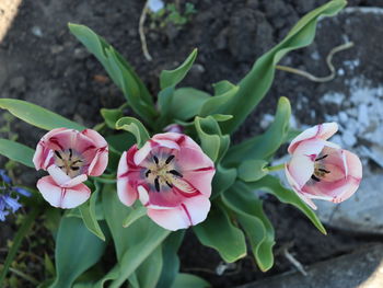 Close-up of pink flowering plant