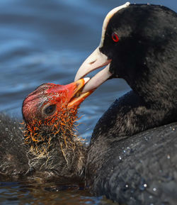 Close-up of duck swimming in lake