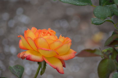 Close-up of yellow flowers