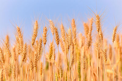 Close-up of wheat field against sky