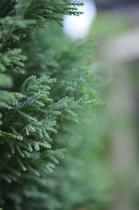 Close-up of water drops on leaf