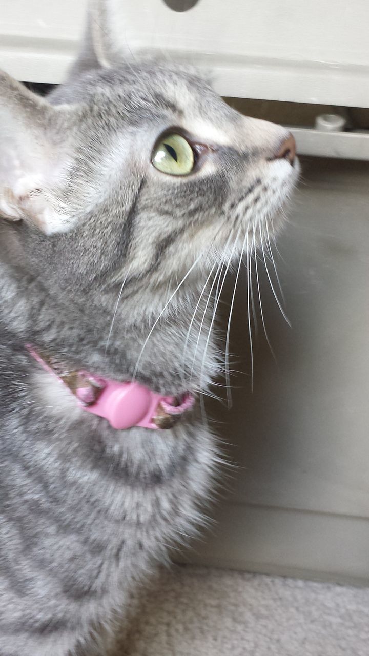 CLOSE-UP OF A CAT LOOKING AWAY