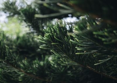 Close-up of pine tree