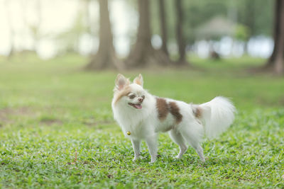 View of a dog on field