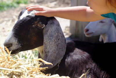 Cropped image of girl stroking goat at farm