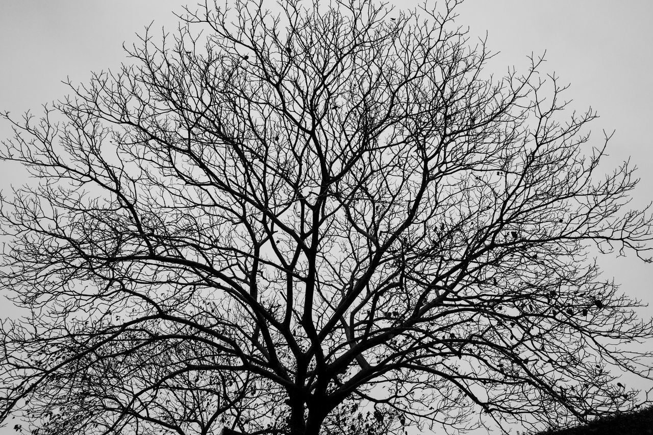 LOW ANGLE VIEW OF SILHOUETTE TREE AGAINST SKY