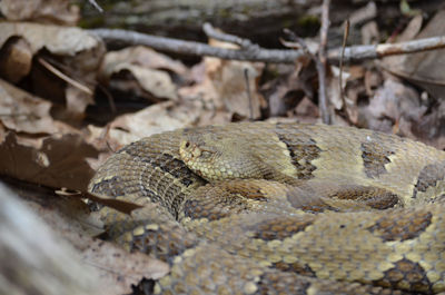 Pennsylvania yellow phased timber rattler 