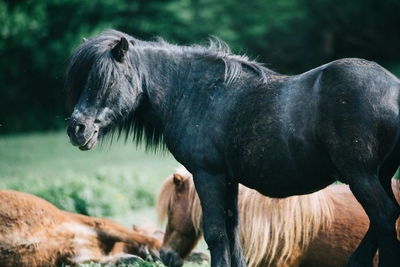 Side view of black horse standing on field