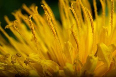 Close-up of yellow flowering plant