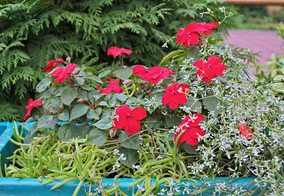 Close-up of red flowers blooming outdoors