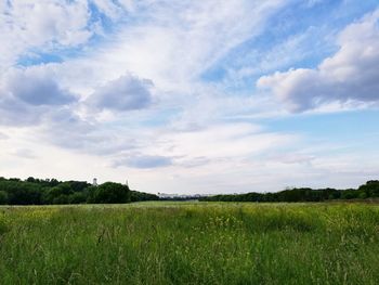 Scenic view of agricultural field against sky