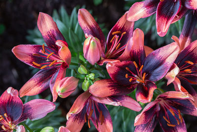 Close-up of pink flowering plants