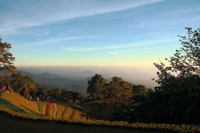 Trees against sky during sunset
