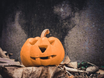 View of pumpkin pumpkins during autumn