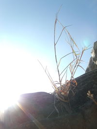 Close-up of insect on plant