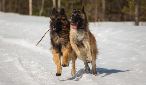 Dog running on snow covered land